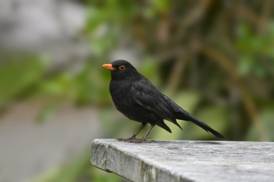 Merle noir mâle (Turdus merula)